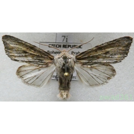 Egira conspicillaris (Linnaeus, 1758) Czech7i